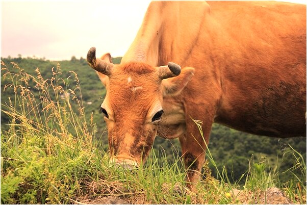 夢見睡在噁心的睡在茅房是什麼兆頭_周公解夢官網