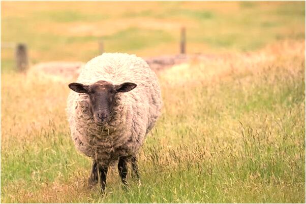 夢見鬼向我要錢並且答應她了是好事還是壞事_周公解夢官網