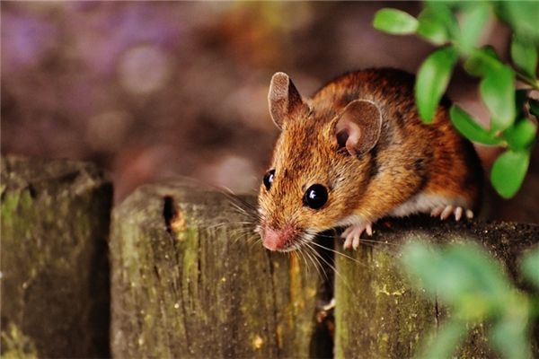 夢到打死一隻大老鼠是什麼意思_周公解夢