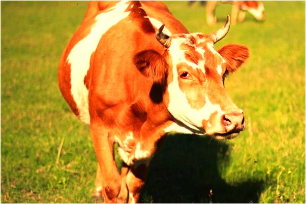 夢見兩把鎖是吉兆嗎?_周公解夢官網