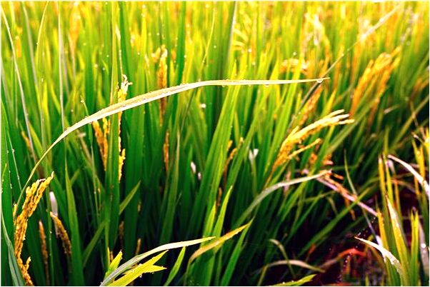 夢到路上好多狗怎么說_周公解夢官網