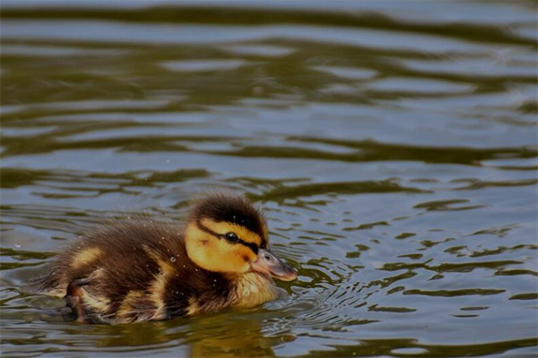 夢到水鴨怎麼說_周公解夢