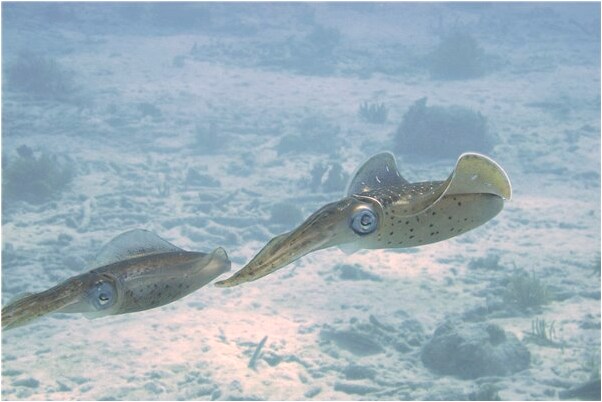 夢見見狗粘到身上血了意味著什麼_周公解夢官網