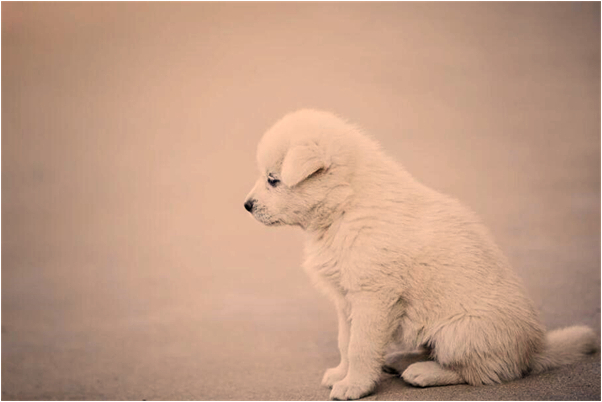 夢到自己去買碗會是什麼預兆_周公解夢官網