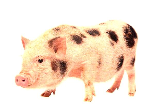 夢見父親活埋了又挖出來了是吉兆嗎?_周公解夢官網