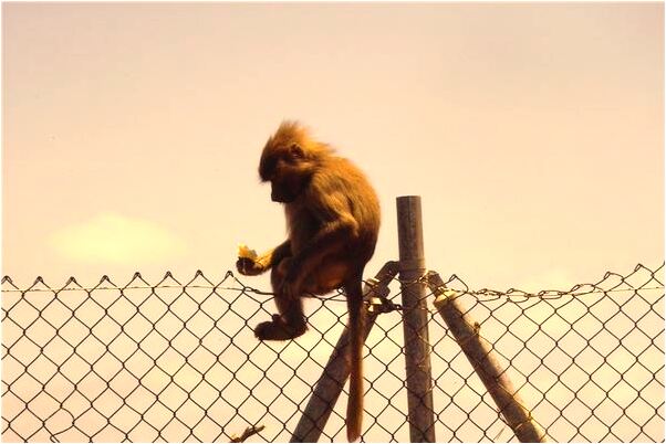 夢到鬼來找我代表什麼_周公解夢官網