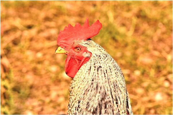 夢到了試裙子是啥預兆_周公解夢官網