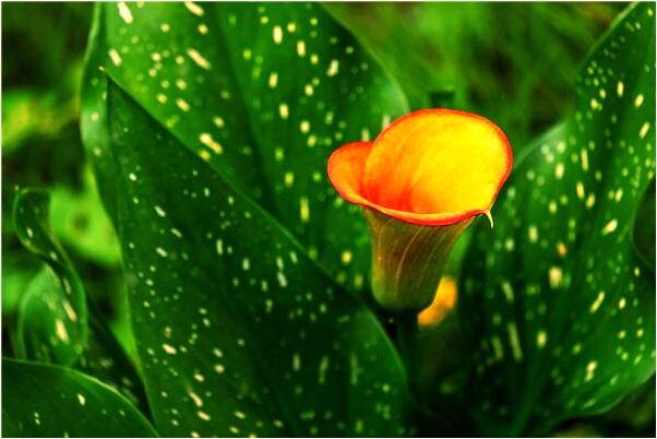 夢到了撞破了頭還化膿了是啥預兆_周公解夢官網