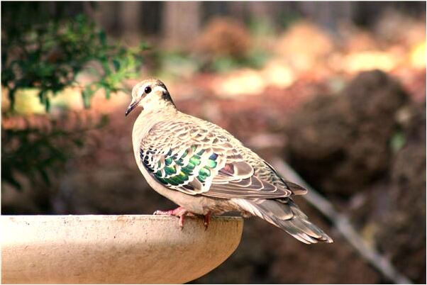 夢見別人掉進大海什麼寓意_周公解夢官網