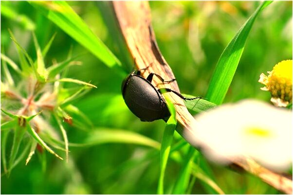 夢見蟑螂被水淹死會怎么樣_周公解夢官網