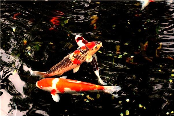 夢到了女兒睡的臥室塌了是什麼預兆_周公解夢官網