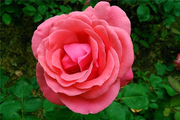 夢到月季花開有何寓意_周公解夢