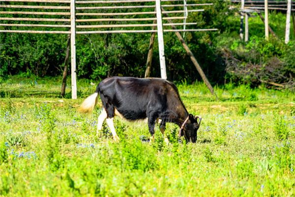 夢見牛吃草_周公解夢