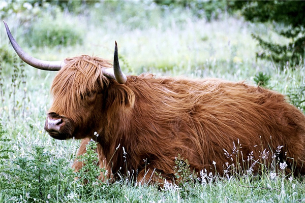 2021年出生屬什麼生肖_十二生肖
