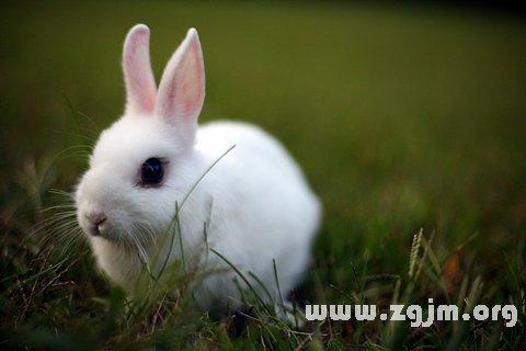 Dream of the white rabbit