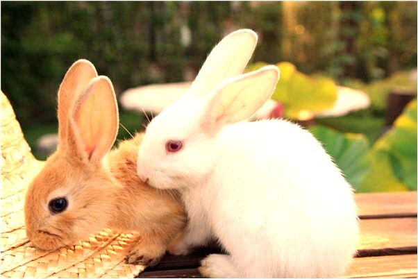 夢見拜神的紙錢是什麼徵兆_周公解夢官網