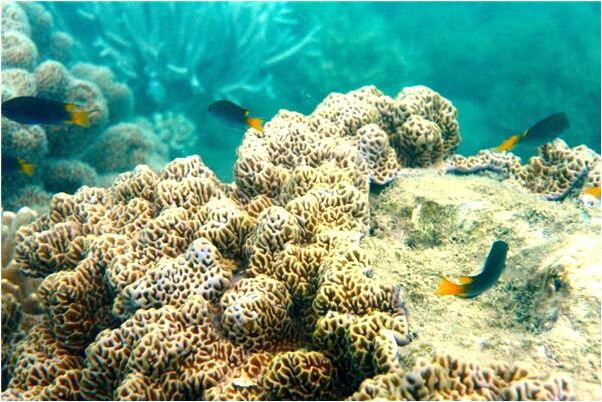 夢到了朝珠繩斷了啥意思_周公解夢官網