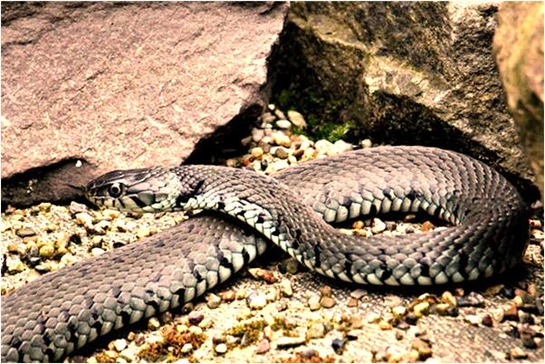 夢到了別人殺黑豬意味什麼_周公解夢官網