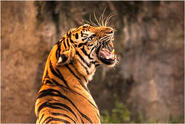 夢到了吃了一口草莓是什麼徵兆_周公解夢官網