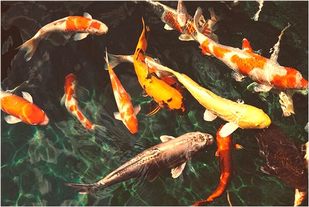 夢到了自己在草地捕床預示了什麼_周公解夢官網