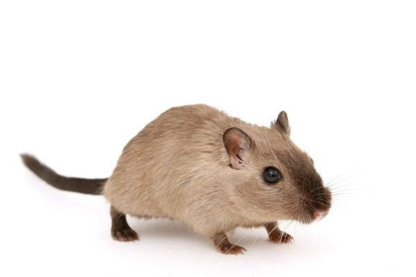 1996年屬什麼？_十二生肖