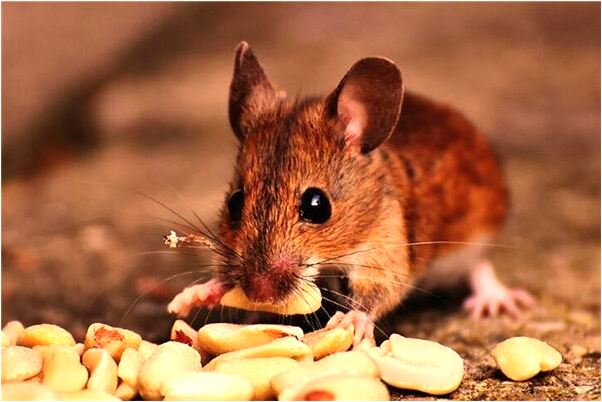 夢到多年前的老家米不夠吃有什麼預示嗎_周公解夢官網