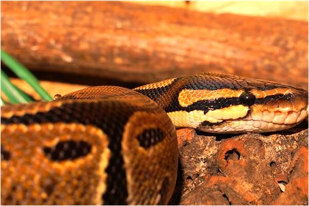 夢到前夫給我幾百塊錢是啥預兆_周公解夢官網