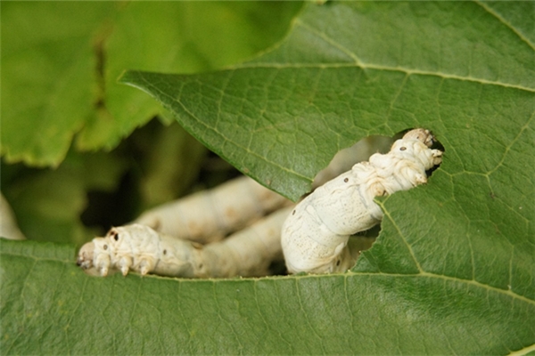 夢到很多白色大蟲子有什麼預示嗎_周公解夢
