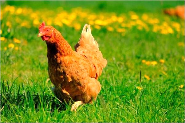 夢到電梯艷遇是好的徵兆嗎_周公解夢官網