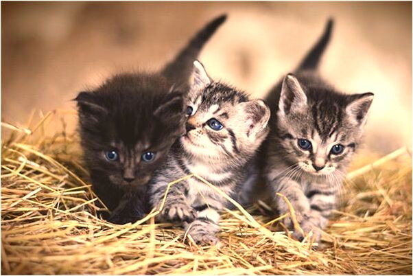 夢見家人冷漠是什麼兆頭_周公解夢官網