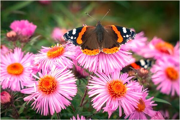 夢到了死人奶奶把女兒抱走有什麼預兆_周公解夢官網