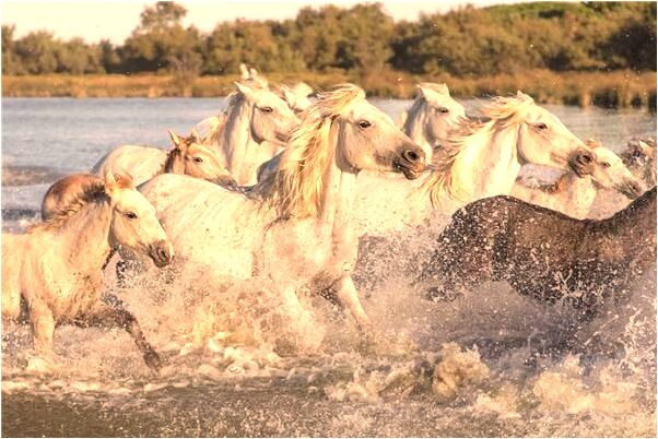夢到了我推電動車看見自己車被燒有什麼預兆_周公解夢官網