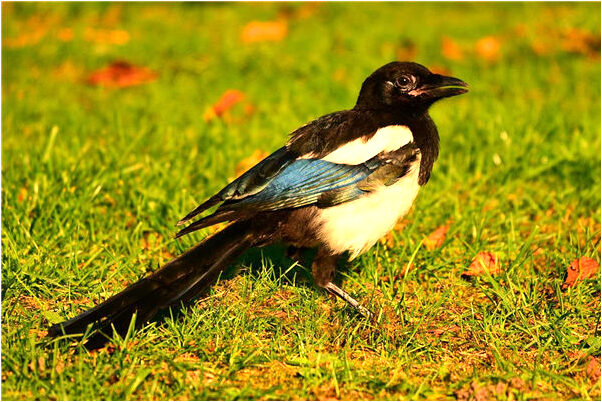 夢到別人正在牆壁上噴農藥代表著什麼_周公解夢官網