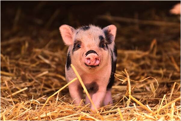 夢到了丈夫做愛留了好多東西是什麼啟示_周公解夢官網