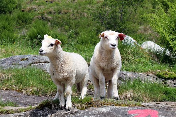 2015年是什麼年_十二生肖