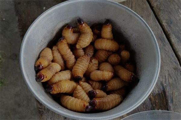 夢到蛐蟲是什麼預兆_周公解夢