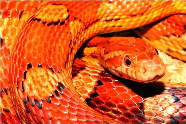 夢見女孩差一點被蒸汽熏死我代表著什麼_周公解夢官網