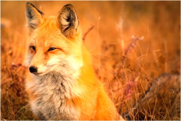 夢到自己險些掉一河是咋回事_周公解夢官網