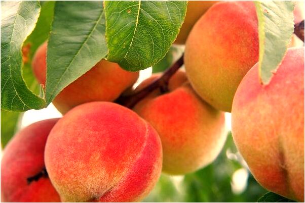 夢到軍訓並發生地震會怎么樣_周公解夢官網