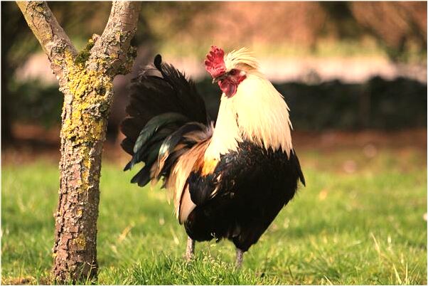 夢到了租的房子裡看到鬼的眼是什麼兆頭_周公解夢官網