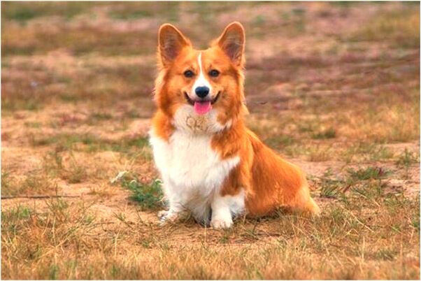 夢到了有人穿灰衣有什麼意思_周公解夢官網