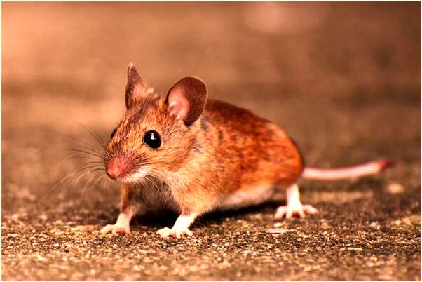 夢到自己有兩輛車子意味著什麼_周公解夢官網