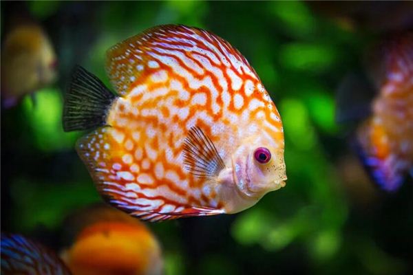 夢見水魚代表什麼意思_周公解夢