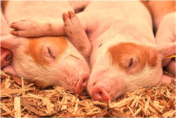 夢到了自己的店拆遷啥意思_周公解夢官網