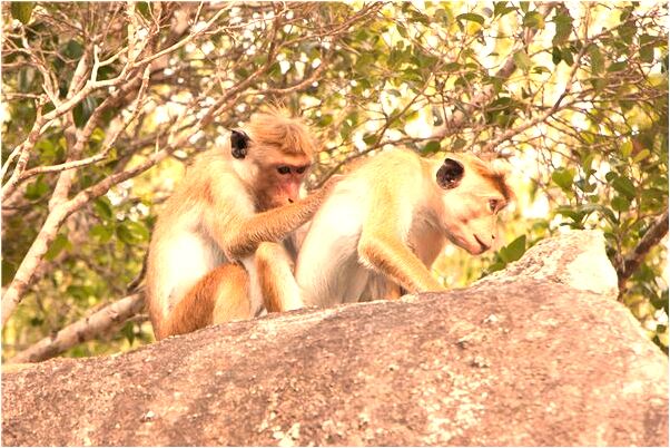 夢到了水蛭爬在自己的腿上預示了什麼_周公解夢官網