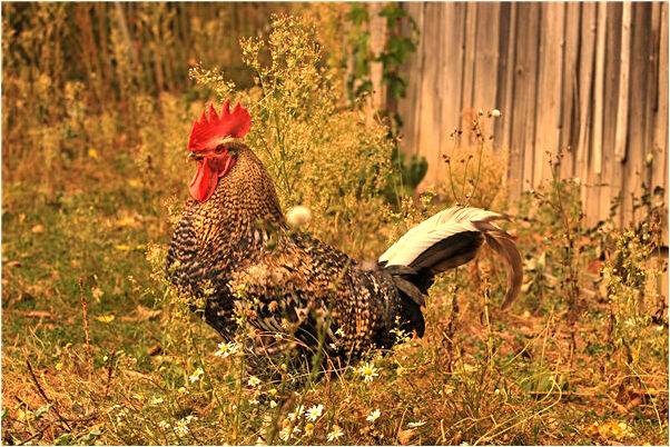 夢見自己喜歡的女孩自殺預示什麼_周公解夢官網