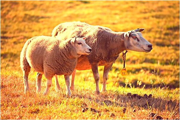 夢到了暗戀的人對我好什麼寓意_周公解夢官網