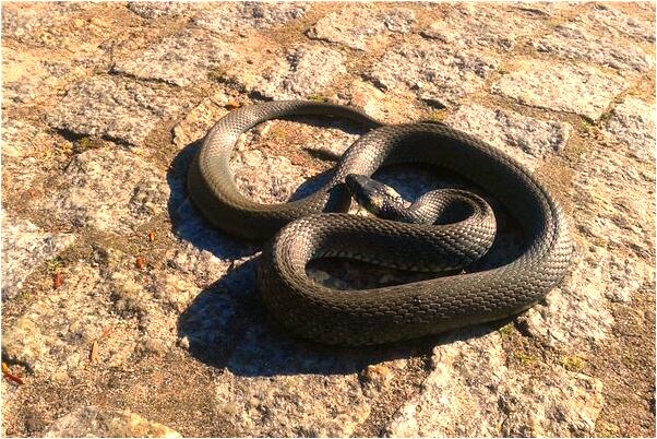 夢到自己被外國人強暴是什麼徵兆_周公解夢官網