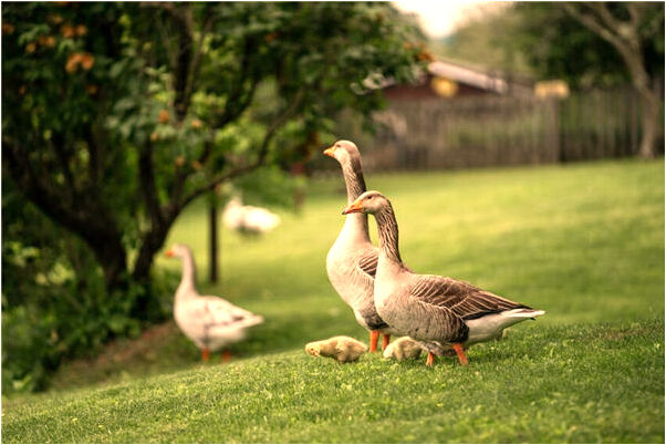 夢到毛草屋裡漏水什麼寓意_周公解夢官網