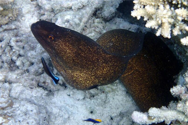 夢到捉黃鱔是什麼意思_周公解夢